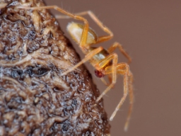 Foto af Ischnothyreus velox (Ischnothyreus velox) | Han
