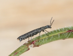 Foto af Dolichosoma lineare (Dolichosoma lineare) | Standardfoto
