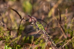 Foto af Grøn kølleguldsmed (Ophiogomphus cecilia) | Standardfoto