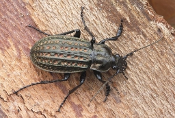 Foto af Dyndløber (Carabus clathratus) | Standardfoto