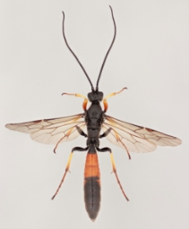 Foto af Alomya debellator (Alomya debellator) | Malcolm Storey