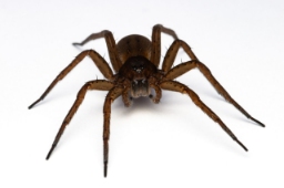 Foto af Dolomedes plantarius (Dolomedes plantarius) | Hun