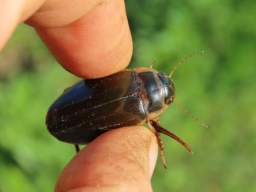 Foto af Hedevandkalv (Dytiscus lapponicus) | Han