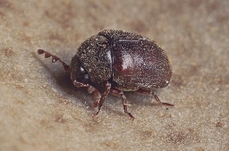 Foto af Dorcatoma flavicornis (Dorcatoma flavicornis) | Standardfoto