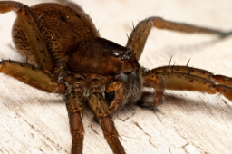 Foto af Dolomedes plantarius (Dolomedes plantarius) | Hun