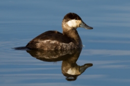 Foto af Amerikansk skarveand (Oxyura jamaicensis) | Frank Schulenburg/Wikimedia Commons