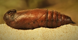 Foto af Ligustersværmer (Sphinx ligustri) | Puppe