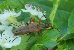 Foto af Smalbuk (Stenocorus meridianus) | Hun