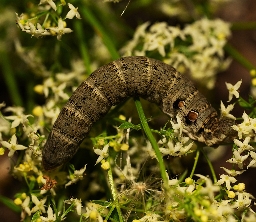 Foto af Lille vinsværmer (Deilephila porcellus) | Larve