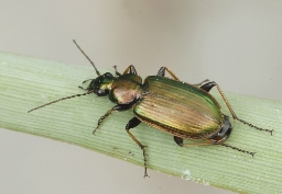 Foto af Gulrandet kvikløber (Agonum marginatum) | Standardfoto
