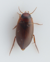 Foto af Liopterus haemorrhoidalis (Liopterus haemorrhoidalis) | Standardfoto