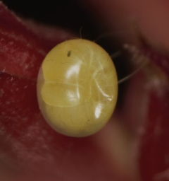 Foto af Oleandersværmer (Daphnis nerii) | Æg