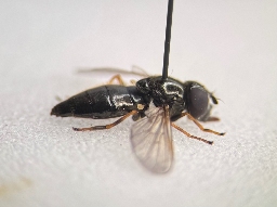 Foto af Tidlig urtesvirreflue (Cheilosia urbanus) | Hun