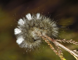 Foto af Hedenonne (Gynaephora fascelina) | Larve