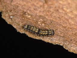 Foto af Stor lavspinder (Lithosia quadra) | Larve