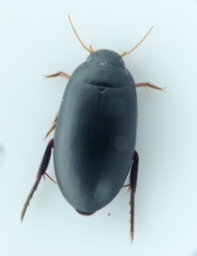 Foto af Rhantus grapii (Rhantus grapii) | Standardfoto