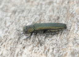 Foto af Smal egepragtbille (Agrilus angustulus) | Standardfoto