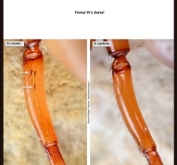 Foto af Dysdera erythrina (Dysdera erythrina) | Detalje