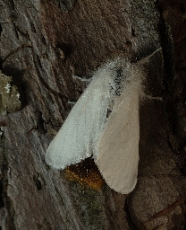 Foto af Brunhale (Euproctis chrysorrhoea) | Hun