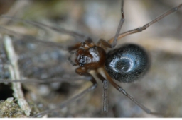 Foto af Almindelig dværgbaldakinspinder (Bathyphantes gracilis) | Hun