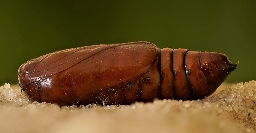 Foto af Rødhovedet overvintringsugle (Conistra erythrocephala) | Puppe