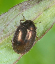 Foto af Morychus aeneus (Morychus aeneus) | Standardfoto
