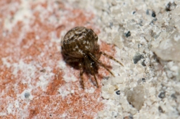 Foto af Parasteatoda tabulata (Parasteatoda tabulata) | Unge