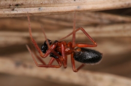 Foto af Walckenaeria furcillata (Walckenaeria furcillata) | Han