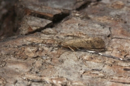 Foto af Limnephilus affinis (Limnephilus affinis) | Han