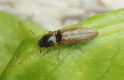 Foto af Agriotes acuminatus (Agriotes acuminatus) | Standardfoto