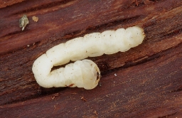Foto af Stor egepragtbille (Agrilus sulcicollis) | Larve