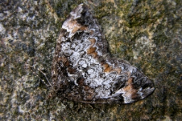 Foto af Jordbær-bladmåler (Dysstroma truncata) | Standardfoto