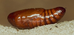 Foto af Sydeuropæisk græsugle (Mythimna languida) | Puppe