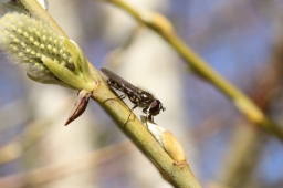 Foto af Håret svirreflue (Melangyna lasiophthalma) | Han