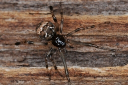 Foto af Parasteatoda tabulata (Parasteatoda tabulata) | Hun