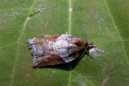Foto af Acleris laterana (Acleris laterana) | Standardfoto