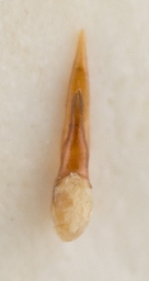 Foto af Philonthus concinnus (Philonthus concinnus) | Danmarks Billebank
