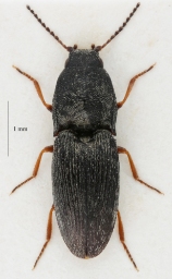 Foto af Negastrius arenicola (Negastrius arenicola) | Standardfoto