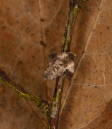 Foto af Tidlig frostmåler (Theria primaria) | Hun