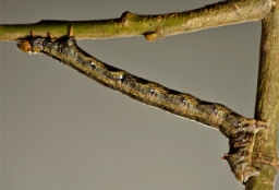 Foto af Løvfaldsmåler (Colotois pennaria) | Larve