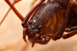 Foto af Væksthus-spytteedderkop (Scytodes fusca) | Hun