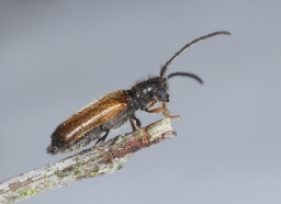 Foto af Dværgbuk (Tetrops praeustus) | Standardfoto
