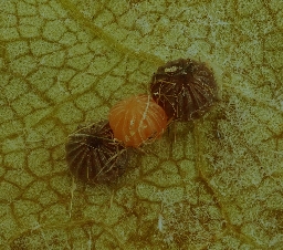 Foto af Guldugle (Tiliacea aurago) | Æg