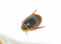 Foto af Graphoderus cinereus (Graphoderus cinereus) | Hun