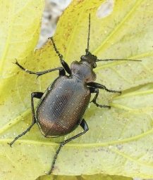 Foto af Lille pupperøver (Calosoma inquisitor) | Standardfoto
