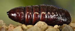 Foto af Zigzagspinder (Notodonta ziczac) | Puppe