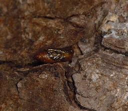 Foto af V-dværgmåler (Chloroclystis v-ata) | Puppe