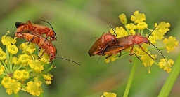 Foto af Præstebille (Rhagonycha fulva) | Standardfoto