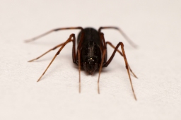 Foto af Væksthus-spytteedderkop (Scytodes fusca) | Hun