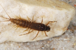 Foto af Blækspruttebrun survandsdøgnflue (Leptophlebia marginata) | Nymfe